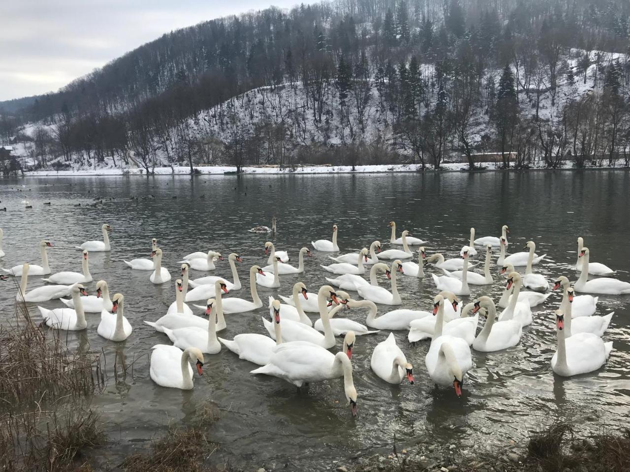 Vila Blanca Alexandru cel Bun Exteriör bild